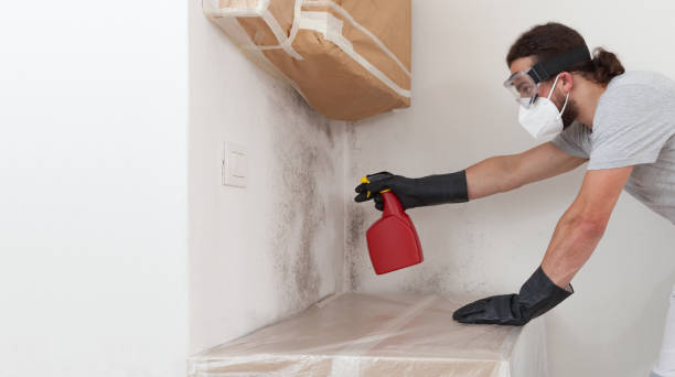 Basement Mold Remediation treatment on basement walls in Imler