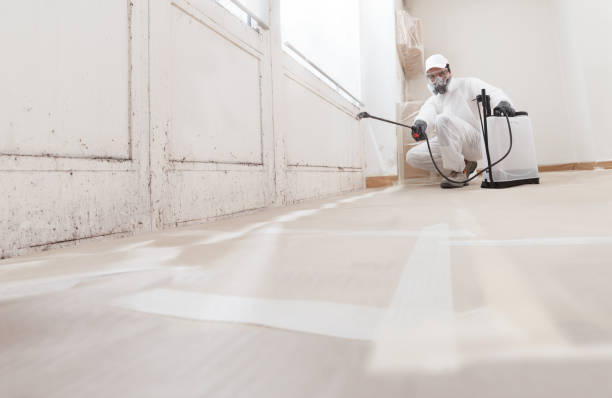 Black mold remediation team in Imler